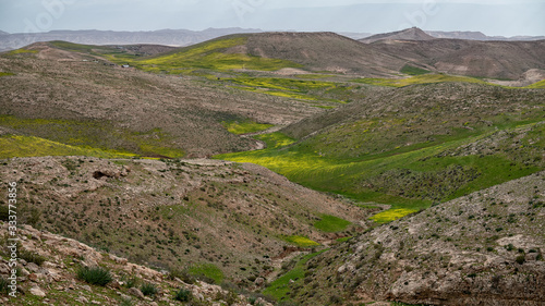 Blooming mustard at Judaean desert
