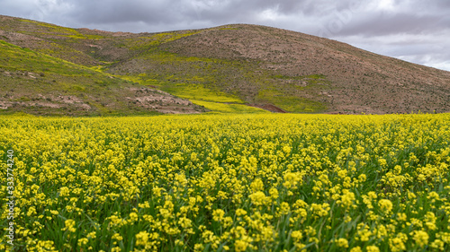 Blooming mustard at Judaean desert