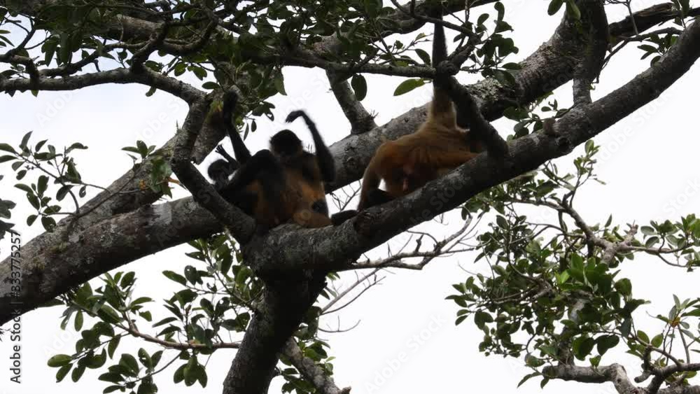 Spider Monkeys feeding in trees in Rincon de la Vieja NP Costa Rica Spider Monkeys feeding in trees in Rincon de la Vieja NP Costa Rica