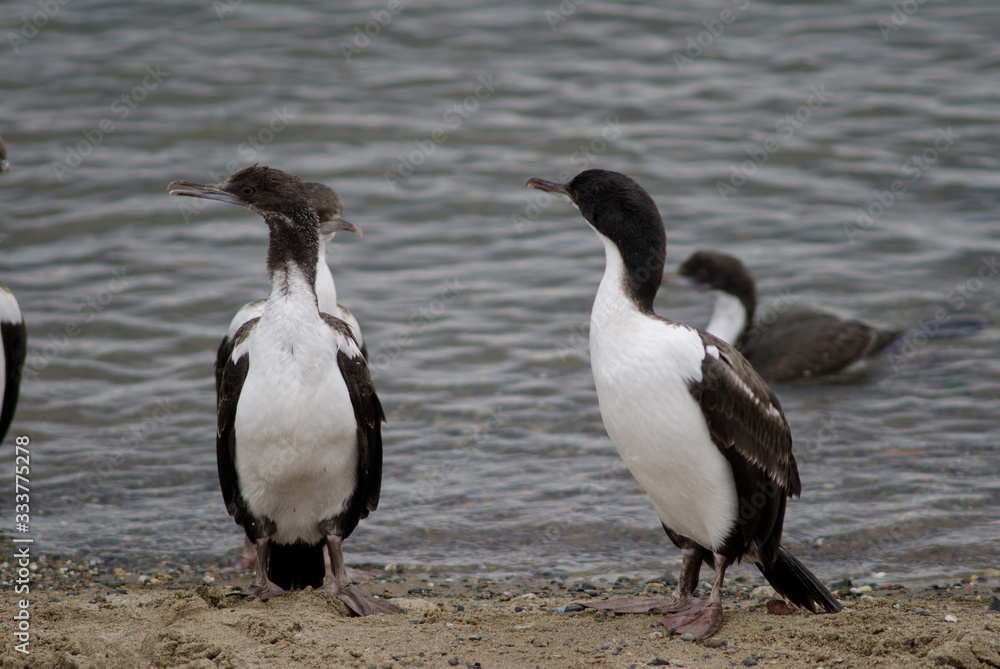 Fototapeta premium Imperial shags in the coast of Punta Arenas.