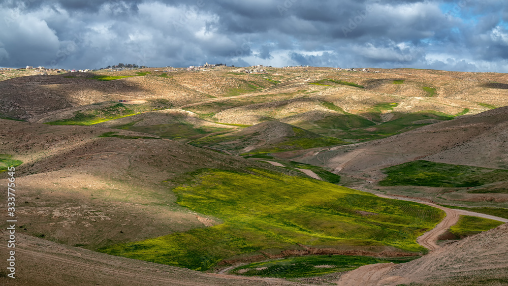 Blooming mustard at Judaean desert