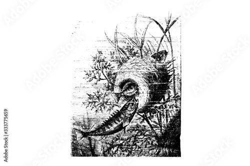 Картината върху платно STICKLEBACK (Gasterosteus aculeatus) - Vintage Engraved Illustration 1889