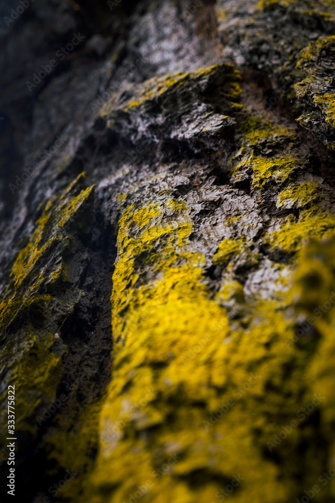 tree bark with moss yellow and green tree bark with moss yellow and green