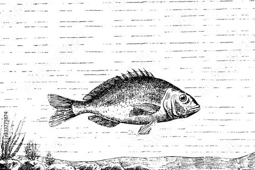 SNAPPER (Dentex dentex) - Vintage Engraved Illustration 1889