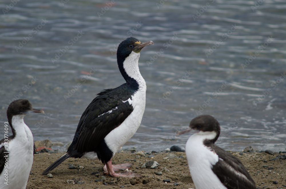 Imperial shags in the coast of Punta Arenas. Imperial shags in the coast of Punta Arenas.