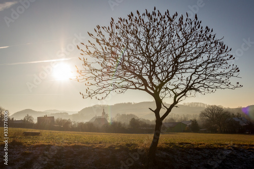 Standalone branched tree in the fields with the village in the morning mist