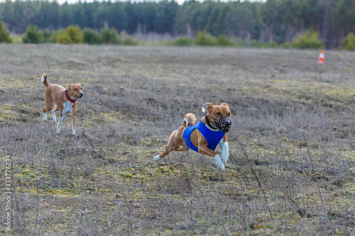 Fototapeta Naklejka Na Ścianę i Meble -  Coursing. Basenji dogs runs across the field