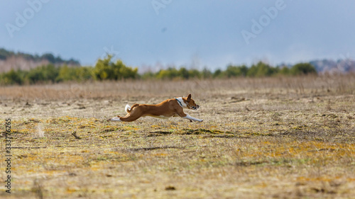 Coursing. Basenji dogs runs across the field