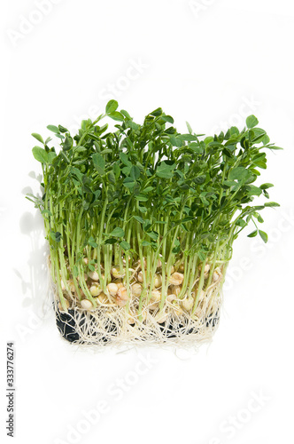 sprouted grains of peas with roots gave stem micro greens photo
