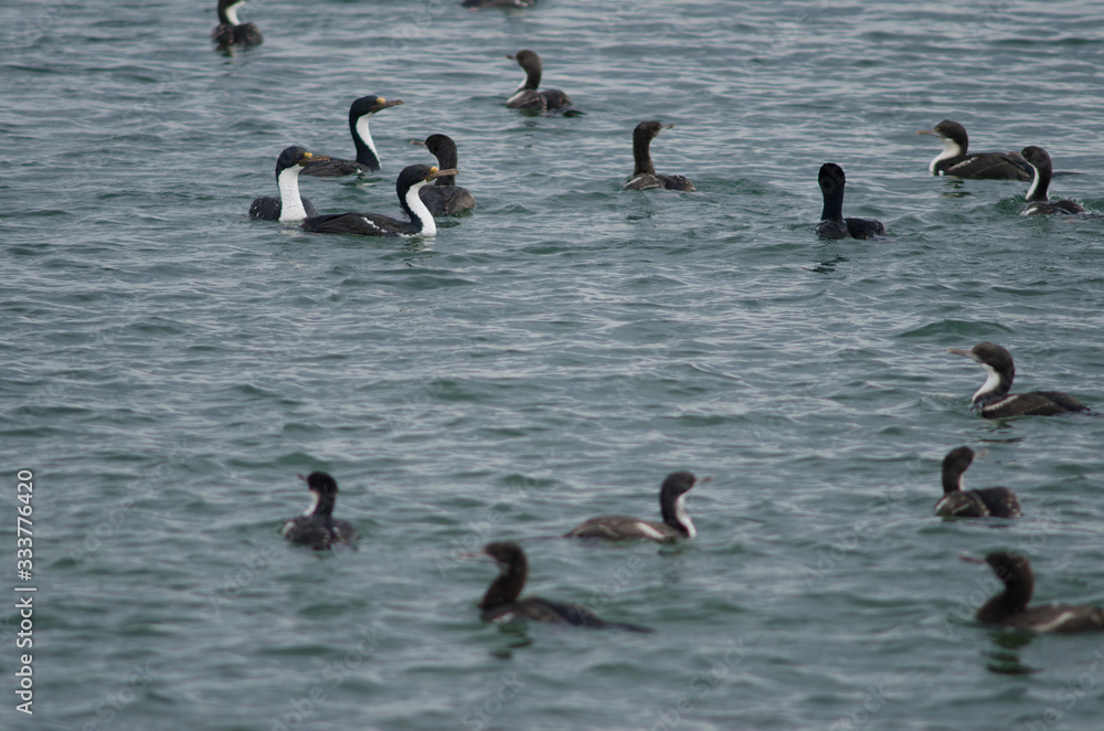 Imperial shags in the coast of Punta Arenas. Imperial shags in the coast of Punta Arenas.