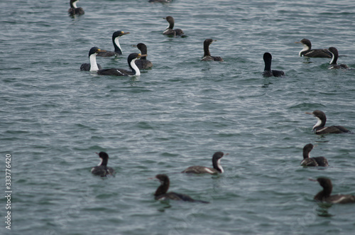 Imperial shags in the coast of Punta Arenas.