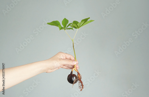 hand holds a young chestnut tree, a fruit sprouted with roots photo