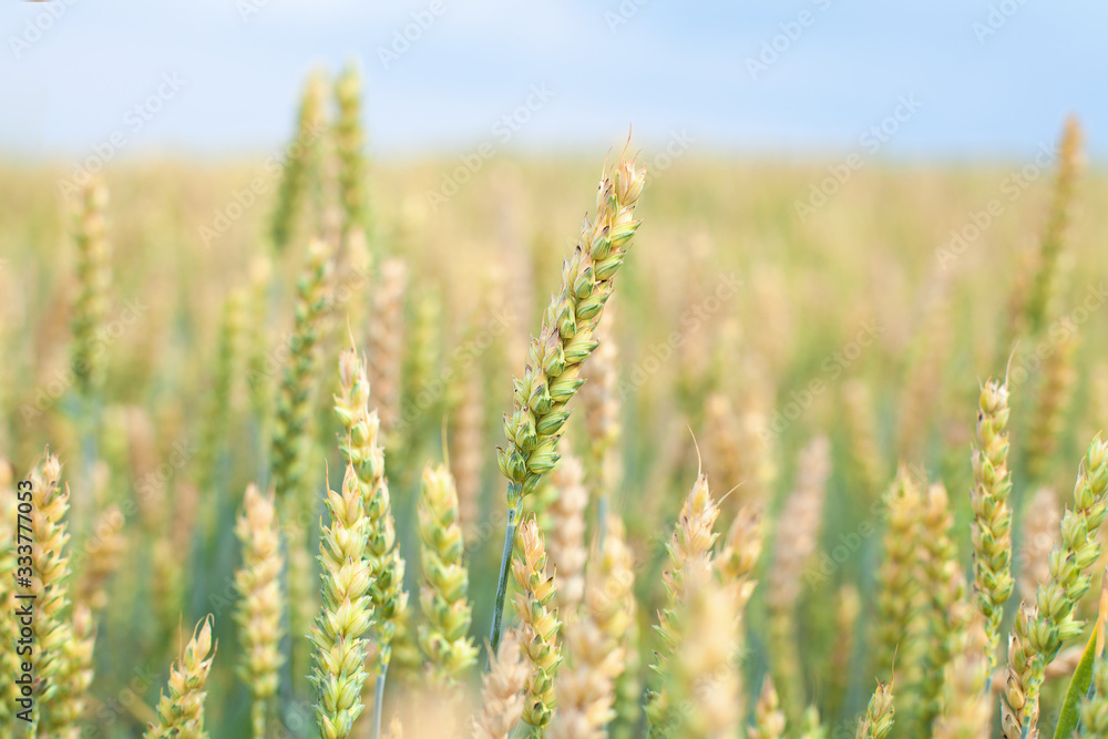Growing crop on field. Almost ripe rye. Ripening rye ears, blurred field and sky in background. Wheat green and beige spikes, summer day. Closeup shot of Growing crop on field. Almost ripe rye. Ripening rye ears, blurred field and sky in background. Wheat green and beige spikes, summer day. Closeup shot of