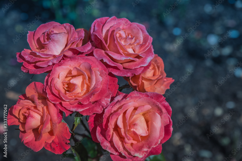 Taihape Sunset flowers in garden Taihape Sunset flowers in garden