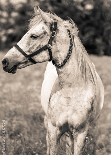 White Horse'S Black And White Art Portrait. A Symbol of Beauty and Strength © Antonios