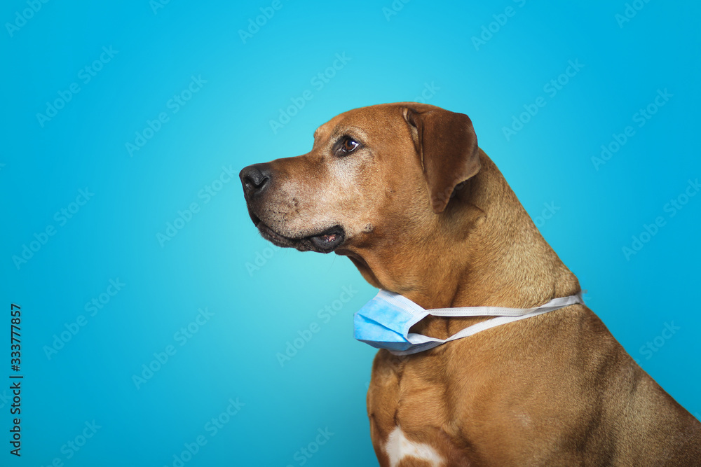 Dog on a blue background