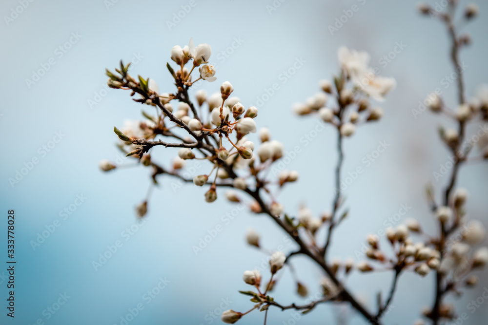 branch of a tree in spring 