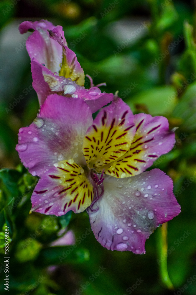Fototapeta premium Beuatifl bloom of Inca lily in a garden in South Africa