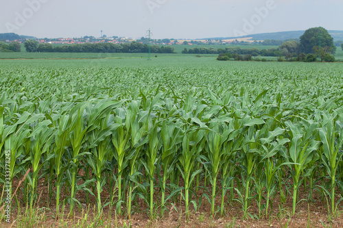 Young cornfield. Ripening corn field. Maize field in summer day. Growing up