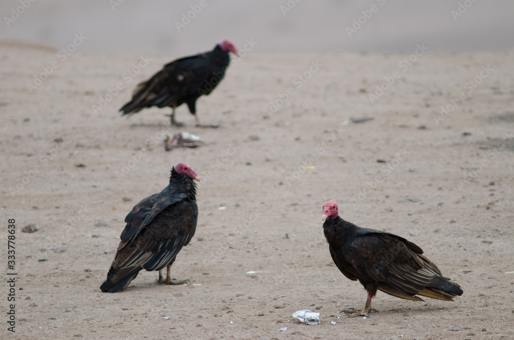 Turkey vultures Cathartes aura in the Lluta valley. Turkey vultures Cathartes aura in the Lluta valley.