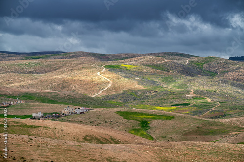 Blooming mustard at Judaean desert