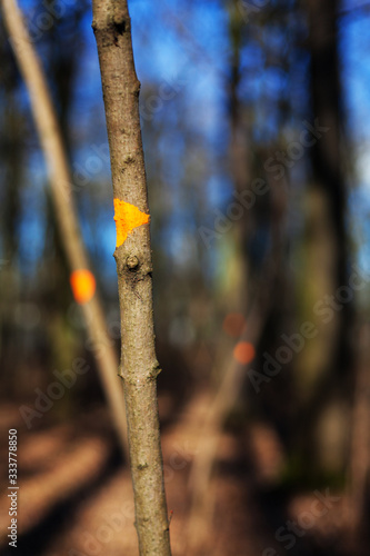 Young tree with thin trunk and twigs in the woods Yellow tree marking Tree disease Lichen smooth bark