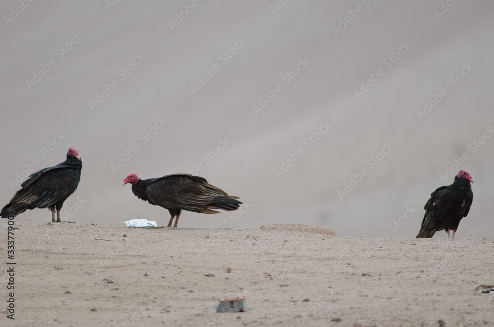 Turkey vultures Cathartes aura in the Lluta valley. Turkey vultures Cathartes aura in the Lluta valley.