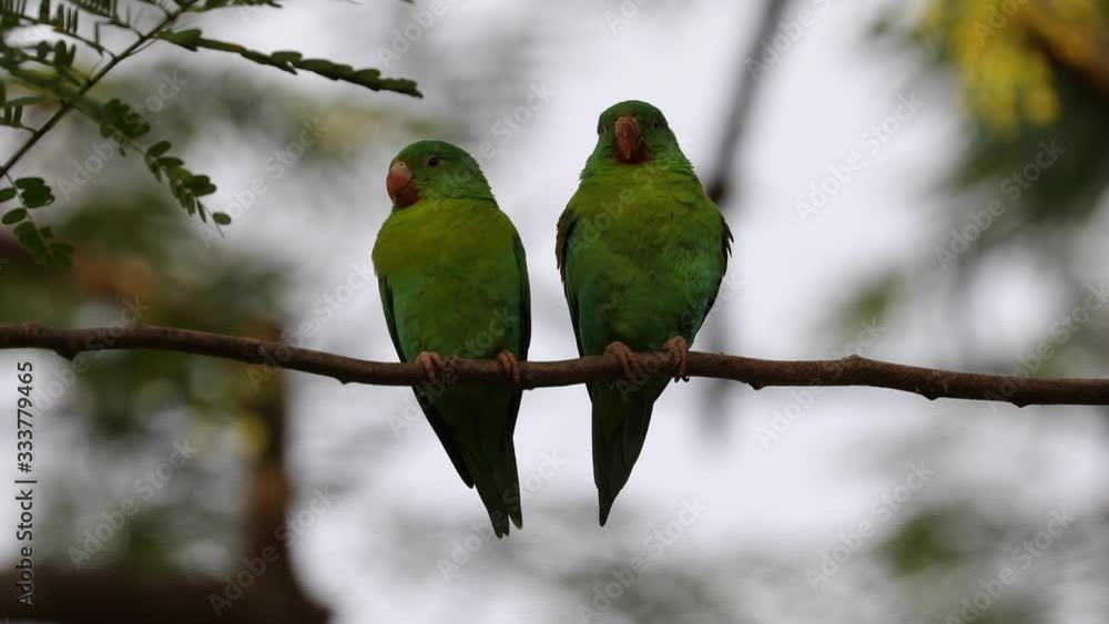 Little green parrot sitting on branch in Costa Rica Osa Peninsula Little green parrot sitting on branch in Costa Rica Osa Peninsula