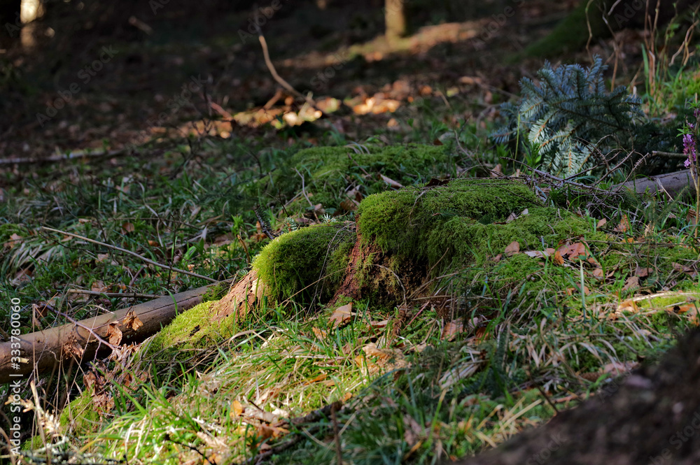Forget time in the Black Forest
Forget time in the Black Forest