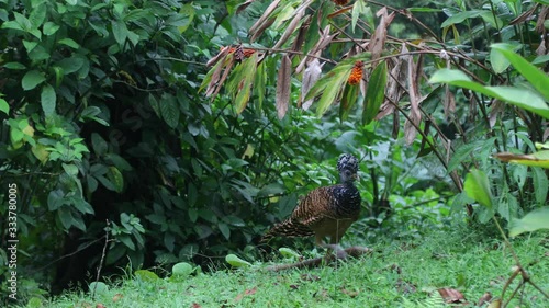 Great Currasow in Costa Rica Rainforest close to Arenal volcano photo