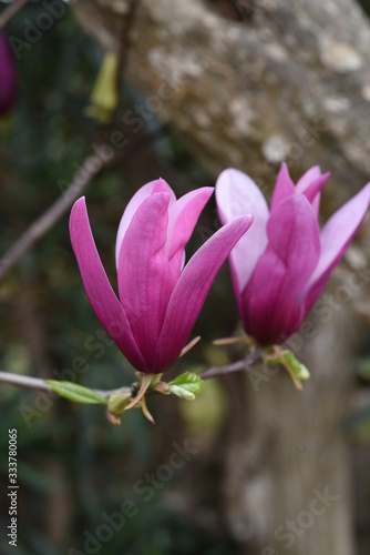 Magnolia liliflora (Purple magnolia) / Magnoliaceae deciduous tree.