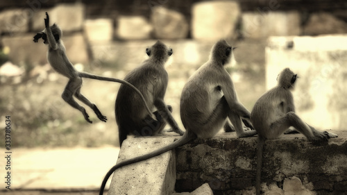 A monkey family