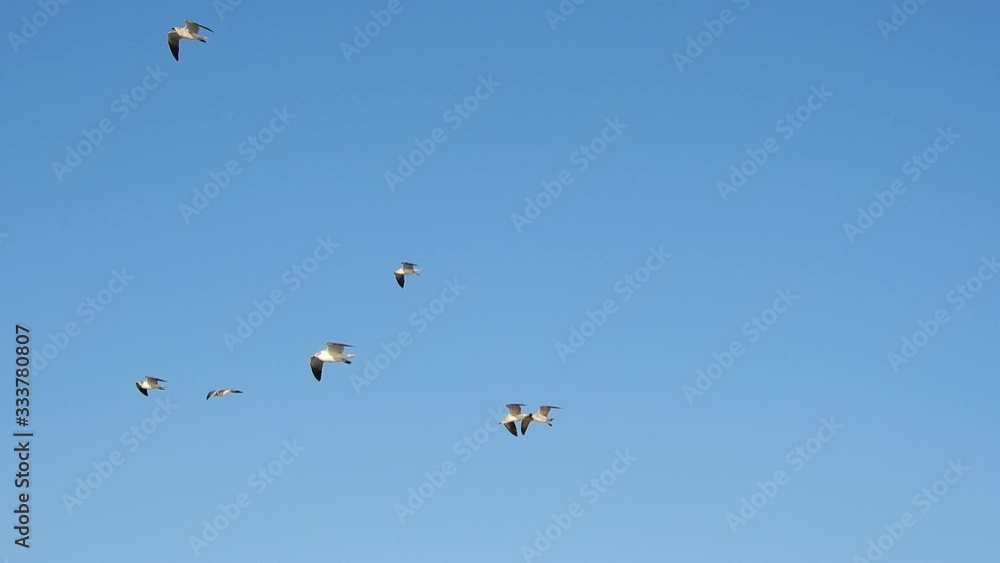 Closeup Flock Of Seagulls Flying In Air Near Ocean Water Against Clear Blue Sky Closeup Flock Of Seagulls Flying In Air Near Ocean Water Against Clear Blue Sky