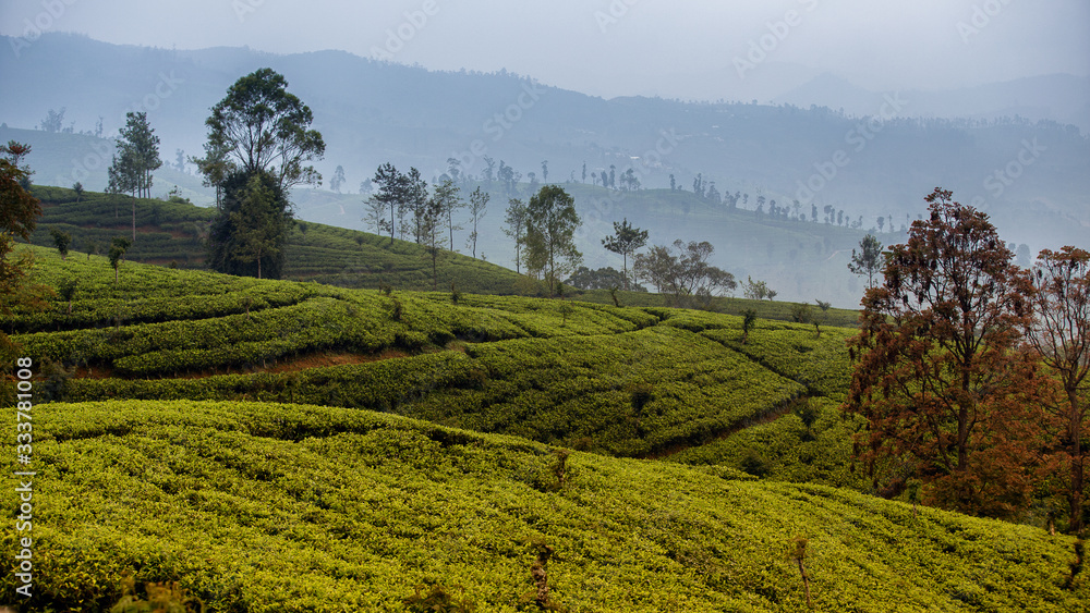 Tea Plantation