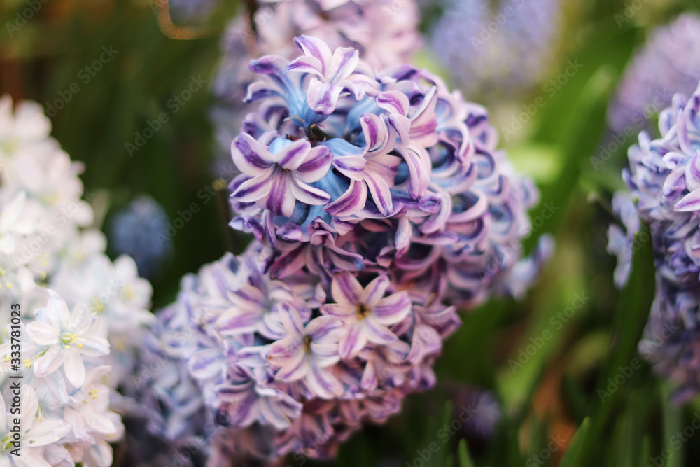 Hyacinth flower in the store Hyacinth flower in the store