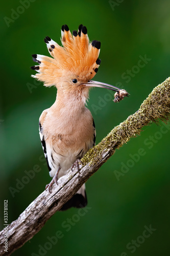 Alert eurasian hoopoe, upupa epops, sitting on a diagonal moss covered twig from in green summer forest. Enchanting wild bird with open crest holding a maggot in beak. Animal wildlife in nature.