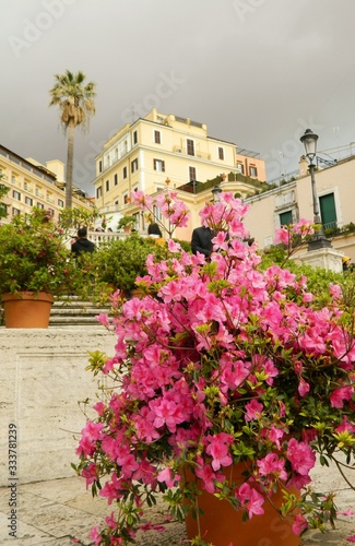 Rome is in full blossom.
