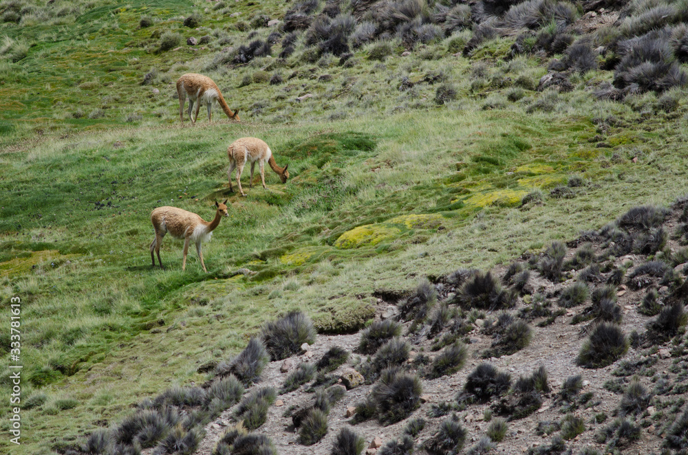 Vicunas Vicugna vicugna grazing in a meadow. Vicunas Vicugna vicugna grazing in a meadow.