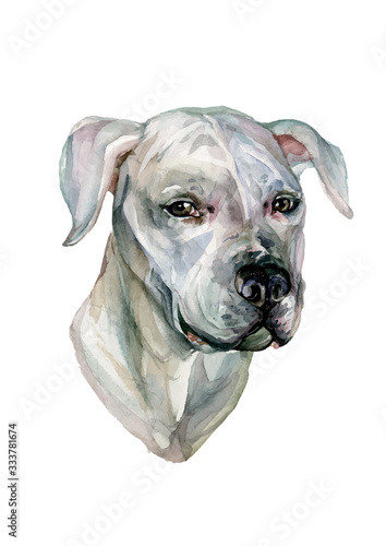 Watercolor Portrait Dogo Argentino