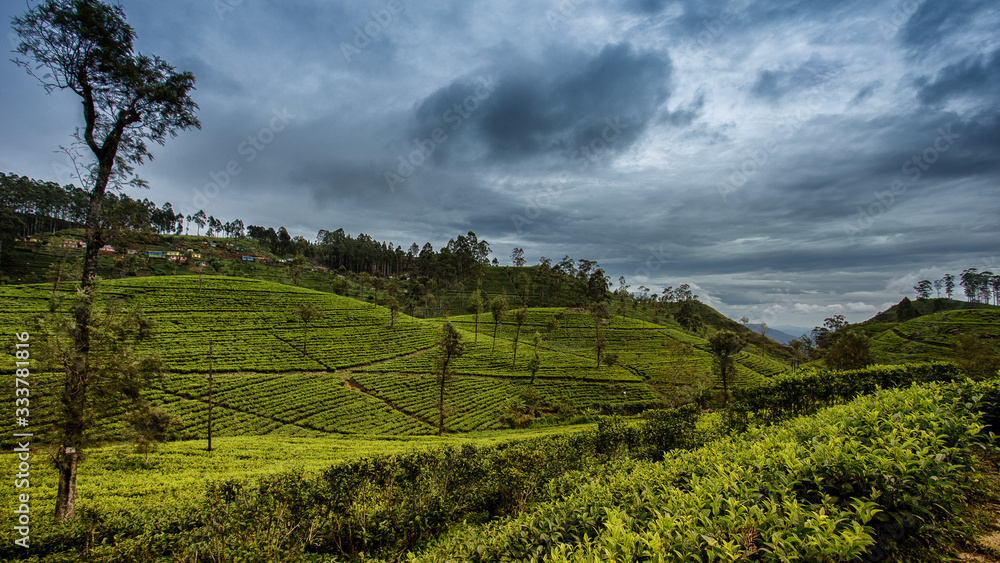 landscape with tea plantation and cloudy sky