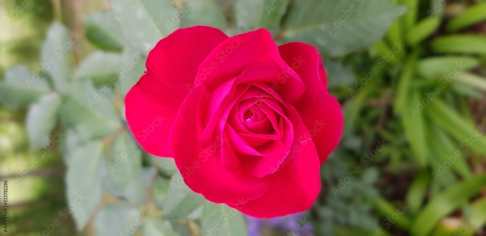 red rose in garden red rose in garden