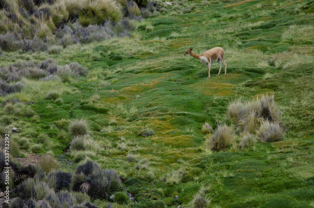 Vicuna Vicugna vicugna in Lauca National Park. Vicuna Vicugna vicugna in Lauca National Park.