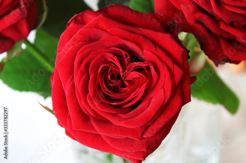 Beautiful flower red rose. Top view. Close-up. Background. Texture.