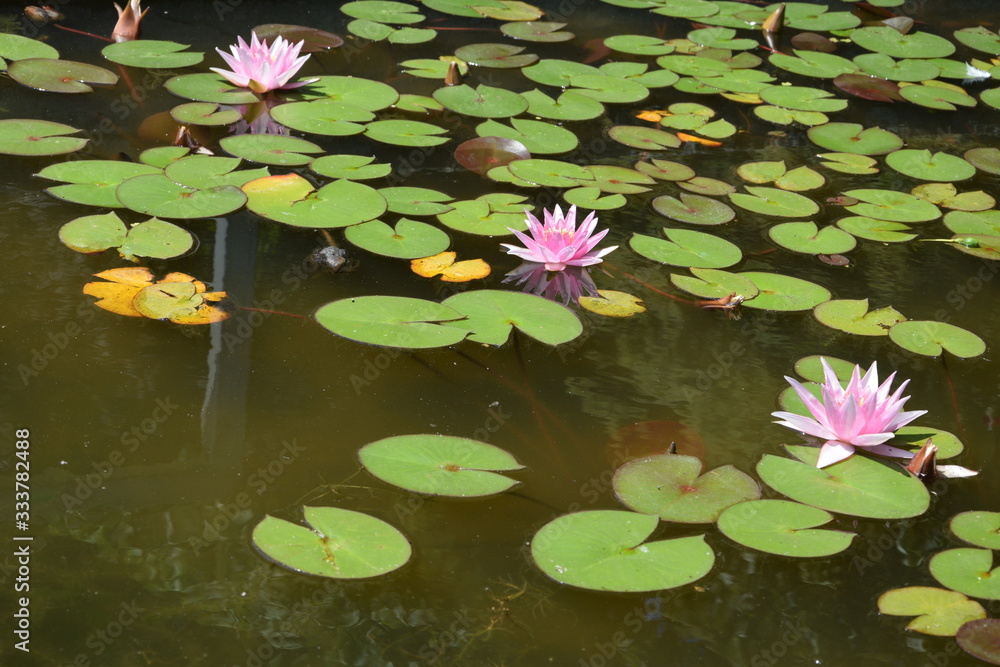 Die Seerose Die Seerose