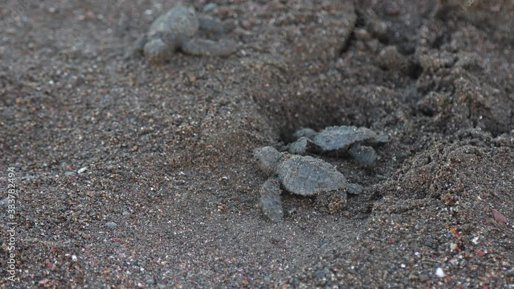 Olive ridley Sea turtle hatchling crawling towards the ocean Olive ridley Sea turtle hatchling crawling towards the ocean