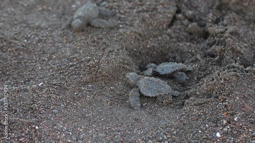 Olive ridley Sea turtle hatchling crawling towards the ocean photo