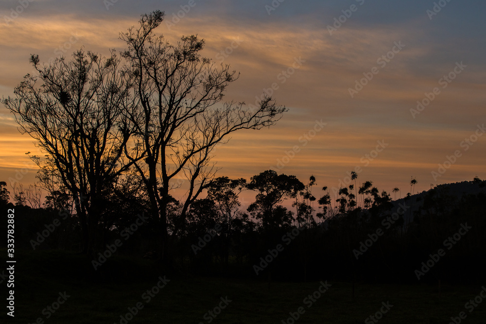 tree at sunrise