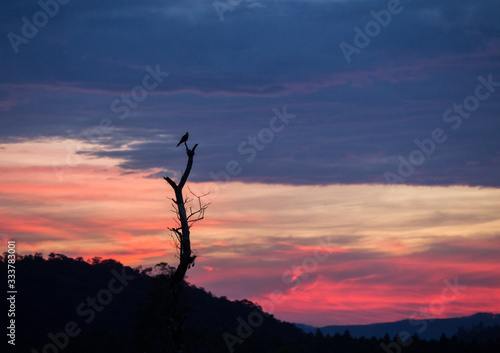 silhouette of a bird at sunrise