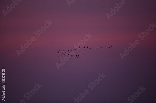 Birds Flying