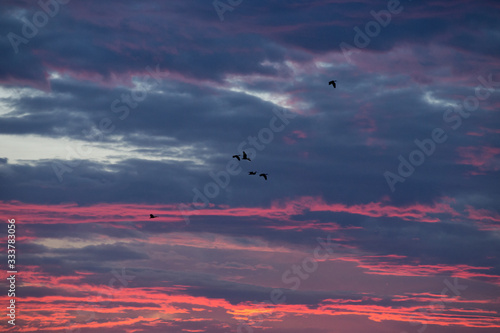birds flying in the sky